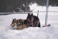 The Rise of Wolf 8