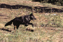 The Rise of Wolf 8