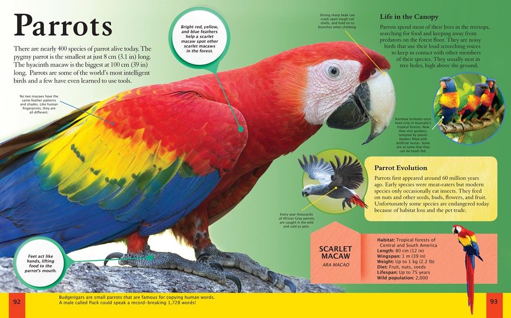 Children's Encyclopedia of Animals