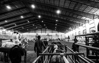 American Cowboys