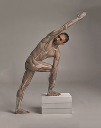 Anatomy for Artists