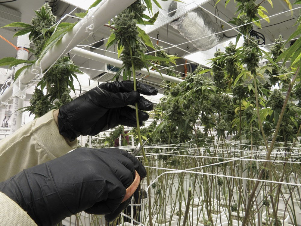 Marijuana Harvest