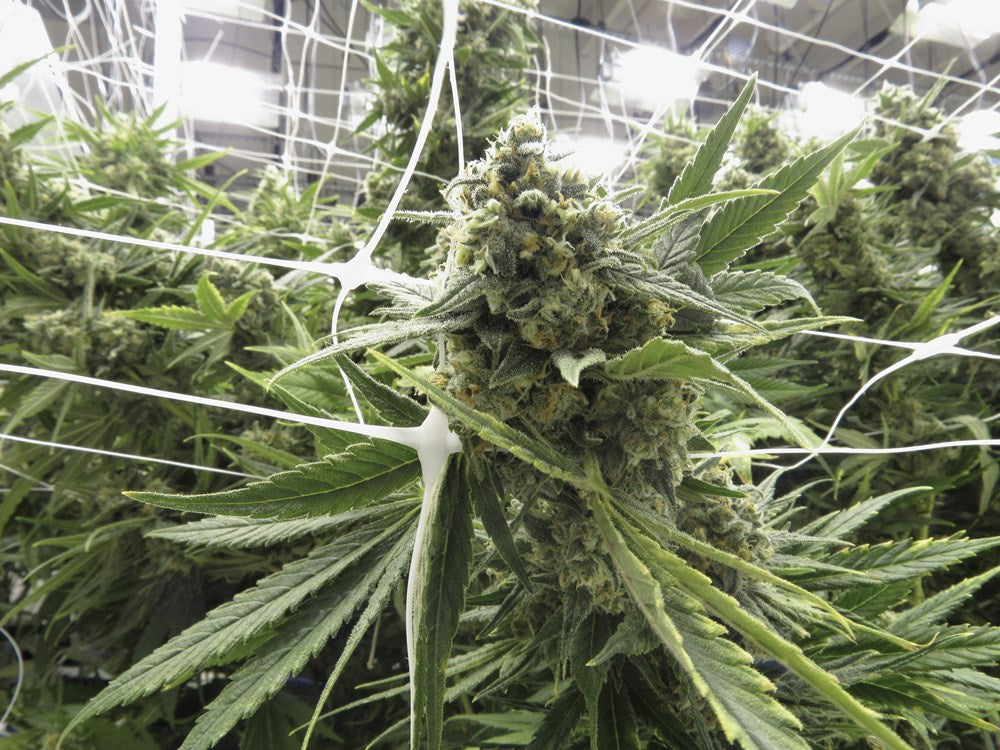 Marijuana Harvest