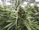 Marijuana Harvest