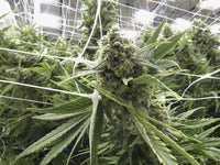 Marijuana Harvest