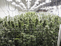 Marijuana Harvest