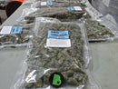 Marijuana Harvest
