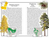 Rocky Mountain National Park: The Complete Guide