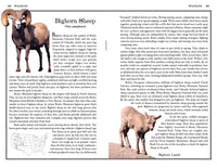 Rocky Mountain National Park: The Complete Guide