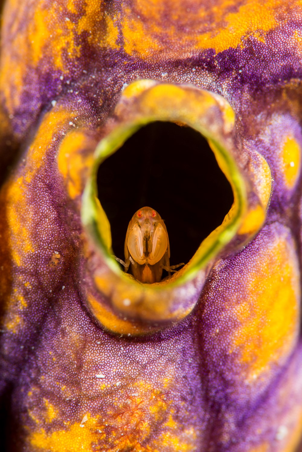 The World Beneath
