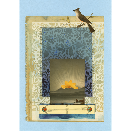 The Comfort of Crows (Reese's Book Club Pick): A Backyard Year