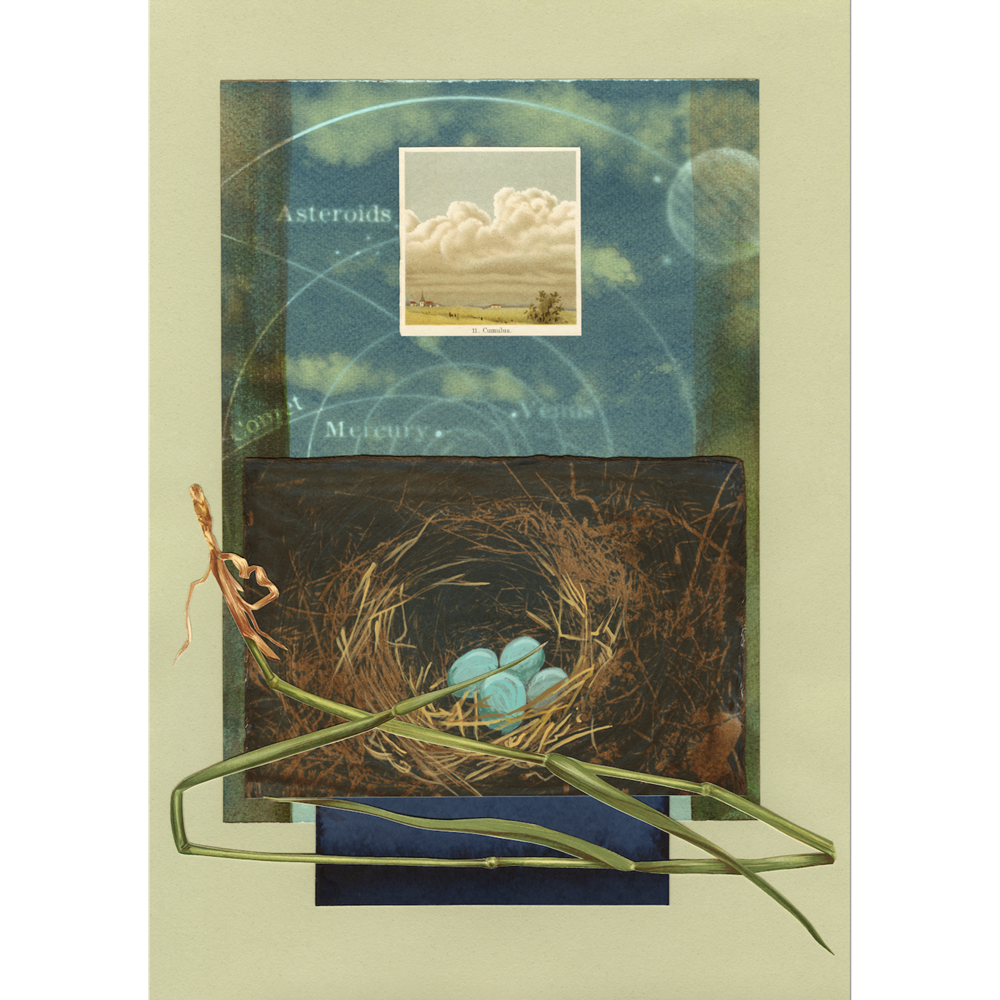The Comfort of Crows (Reese's Book Club Pick): A Backyard Year