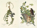 The Birds of America