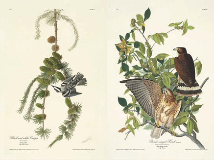 The Birds of America