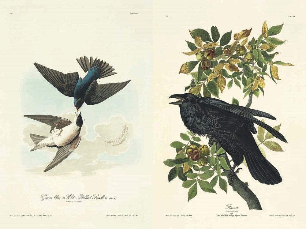 The Birds of America