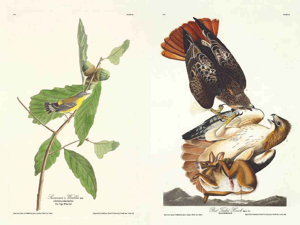 The Birds of America