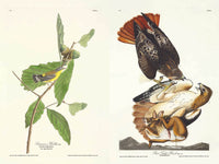 The Birds of America