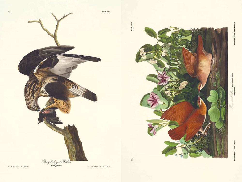 The Birds of America