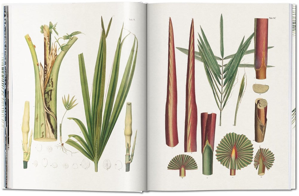 Martius. The Book of Palms