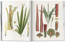 Martius. The Book of Palms