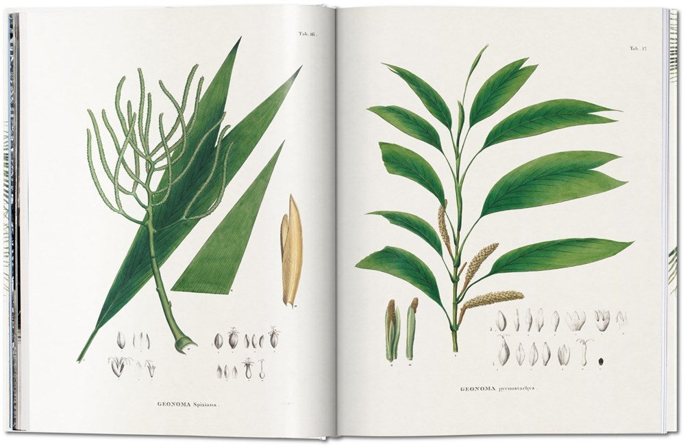 Martius. The Book of Palms