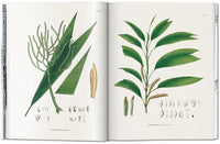 Martius. The Book of Palms