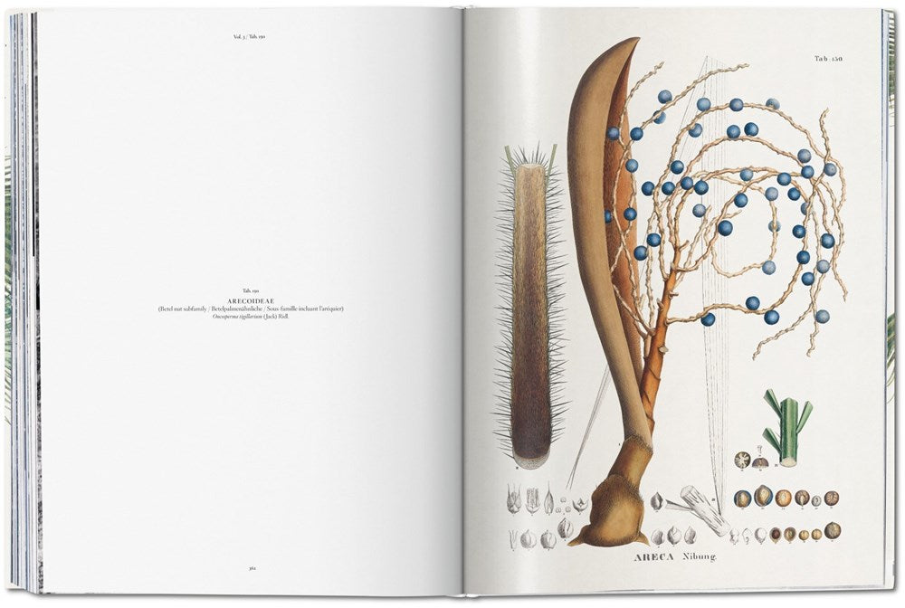 Martius. The Book of Palms